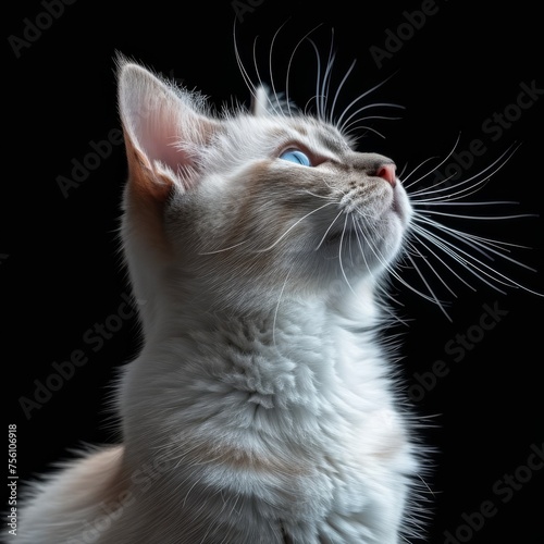 Majestic White Cat in Studio Profile