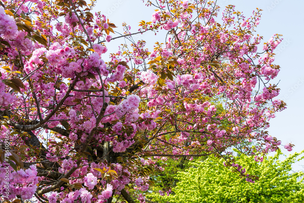 日本の風景・春　あしかがフラワーパーク　多種多彩な花々