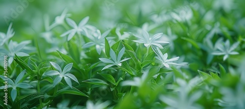 Dreamy spring plantation  tranquil soft focus abstract composition for branding and art projects