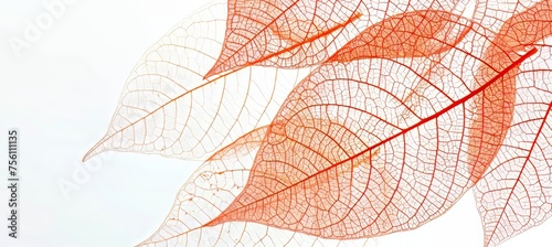 Detailed red leaf skeleton texture background for design projects and nature concepts
