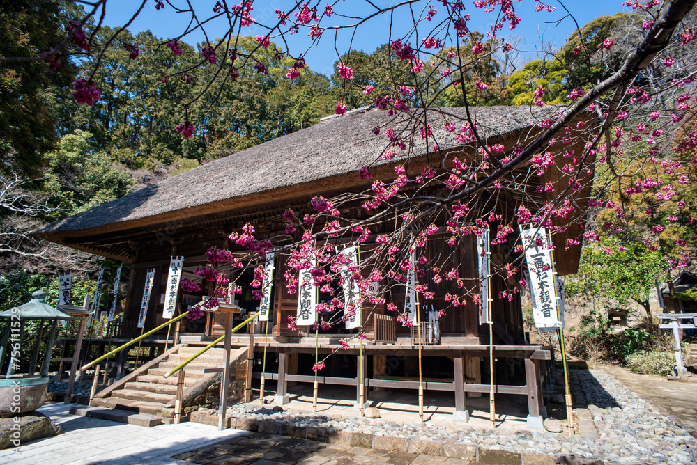 Fototapeta premium 鎌倉243 杉本寺7 桜