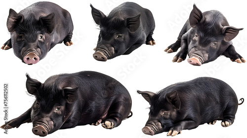 Domestic black pig collection (portrait, standing, lying), animal bundle isolated on a transparent PNG