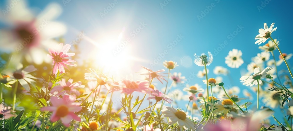 A peaceful meadow with white and pink daisies and yellow dandelions under the midday sun A peaceful meadow with white and pink daisies and yellow dandelions under the midday sun