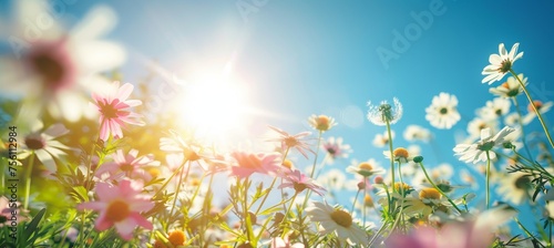 A peaceful meadow with white and pink daisies and yellow dandelions under the midday sun