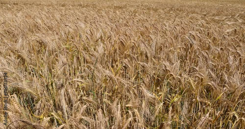 yellow wheat field in the summer, beautiful golden ripe wheat ears in the summer yellow wheat field in the summer, beautiful golden ripe wheat ears in the summer