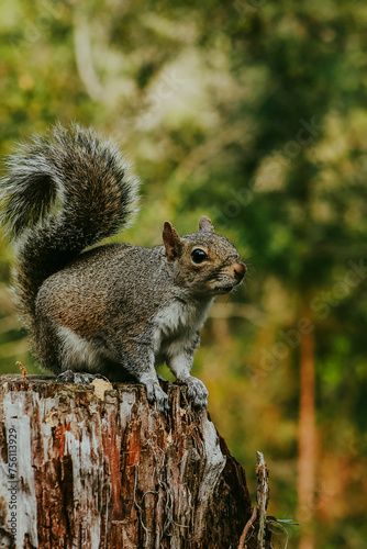 Squirrels in nature