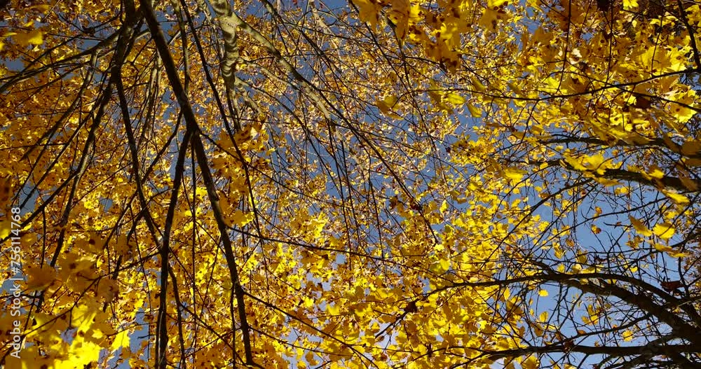 autumn park with colorful maple trees in sunny weather, beautiful yellow leaves on maples in the autumn season autumn park with colorful maple trees in sunny weather, beautiful yellow leaves on maples in the autumn season