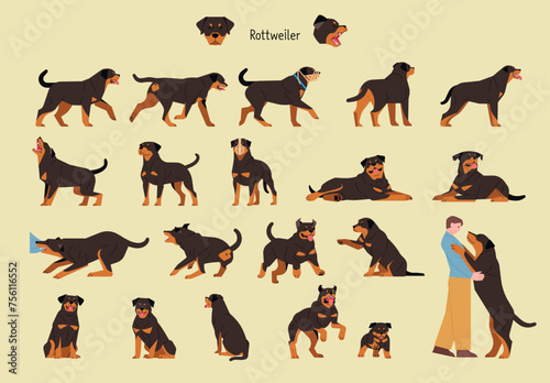A set of various actions and poses of Rottweilers. flat vector illustration.