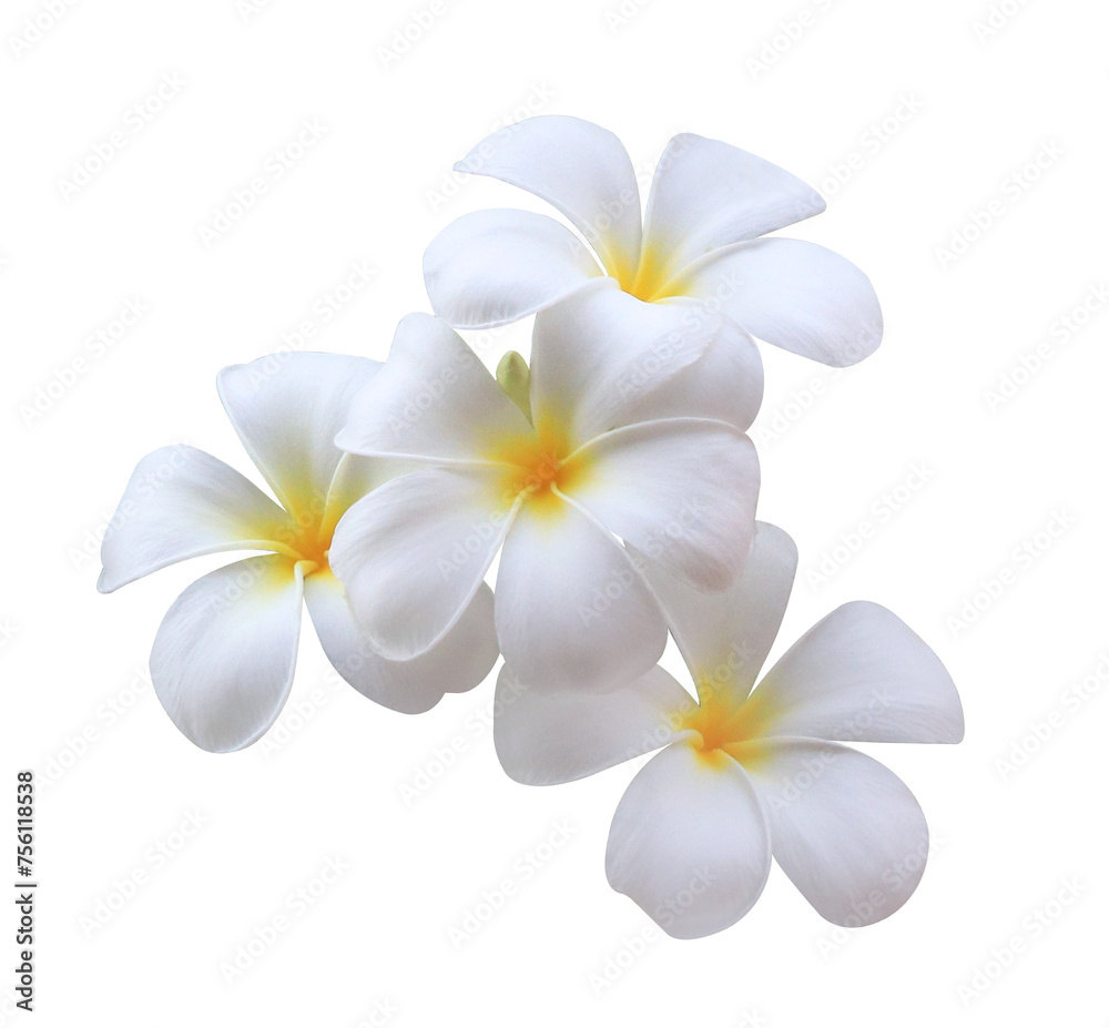 Plumeria or Frangipani or Temple tree flower. Close up single white-yellow plumeria flowers bouquet isolated on transparent background.