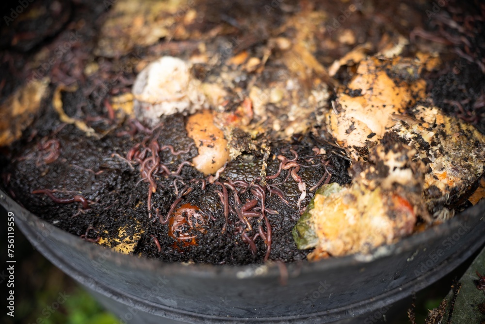 worms in a Compost pile, organic thermophilic compost turning in Tasmania Australia.
