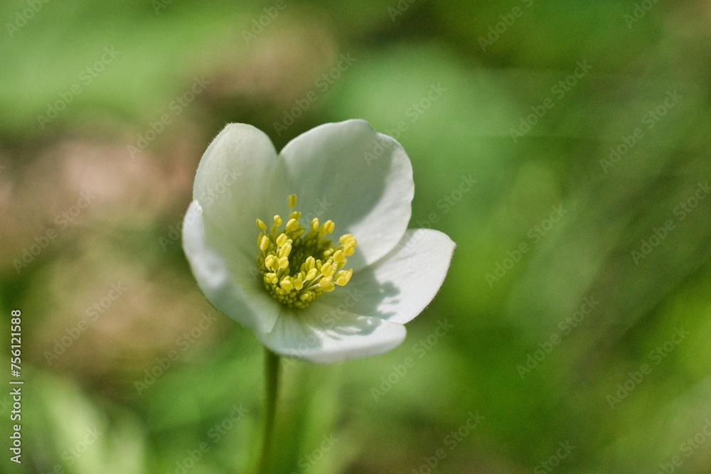 white and yellow flower