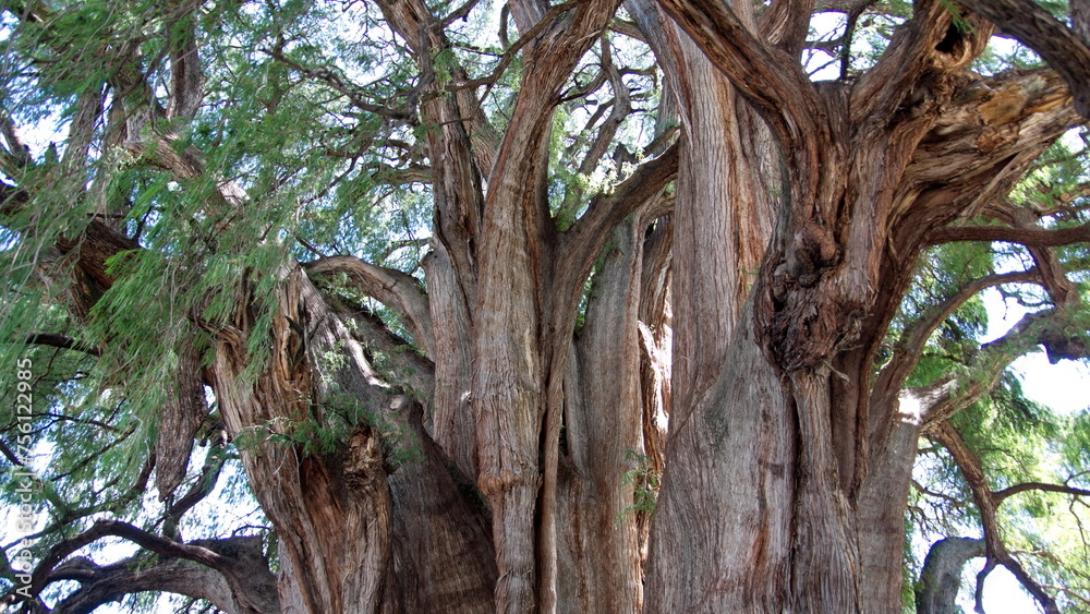 The trunk of the Tule Tree in Santa Maria del Tule, Oaxaca, Mexico