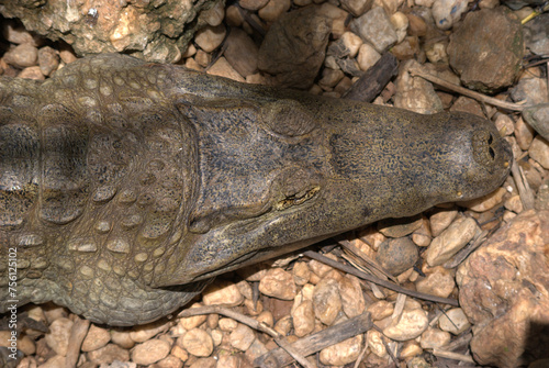 Tortugas,gentiles animales como venidos de la era prehistorica. photo