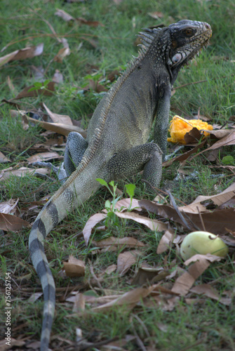 Iguanas,gentiles animales como venidos de la era prehistorica. photo