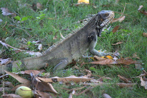 Iguanas,gentiles animales como venidos de la era prehistorica. photo