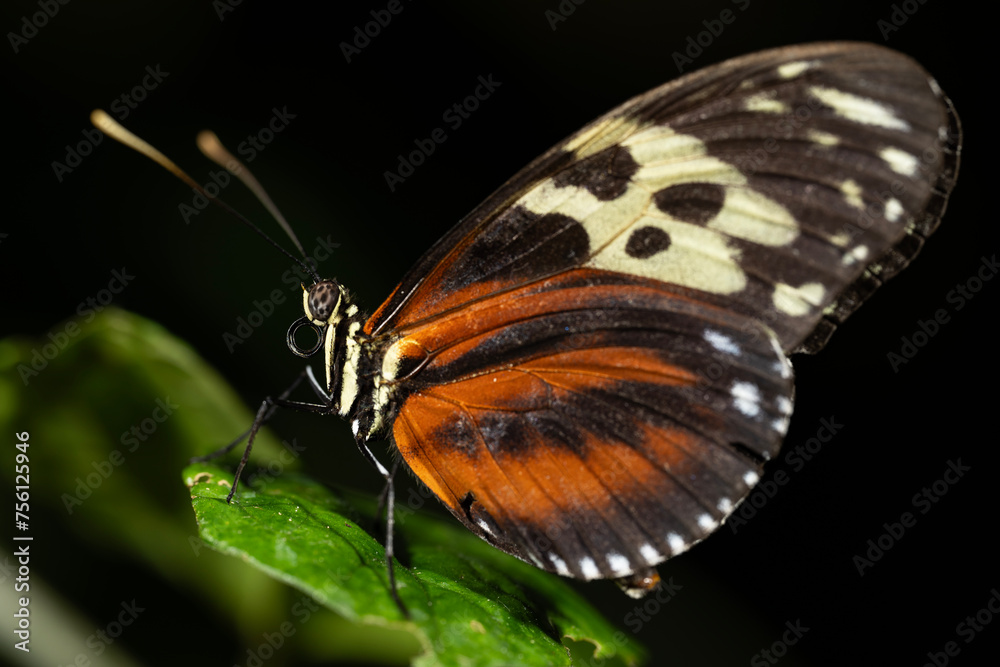 Fototapeta premium Tiger Longwing Butterfly