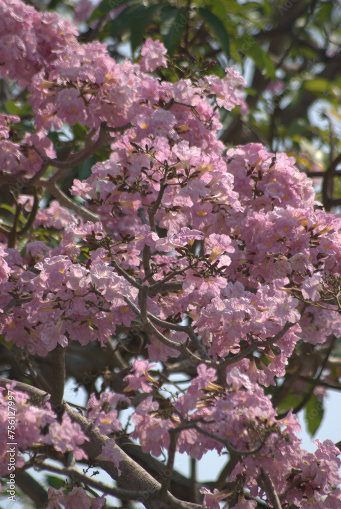 Flores,todo el año,ventajas de vivir en un pais tropical!