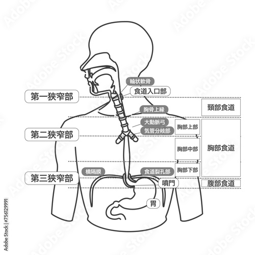 人体　食道　解剖図　テキスト　説明　白黒　線画　イラスト
