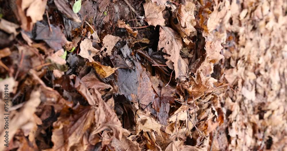 maple foliage that fell to the ground in the winter season, dried and moldy maple foliage in February maple foliage that fell to the ground in the winter season, dried and moldy maple foliage in February