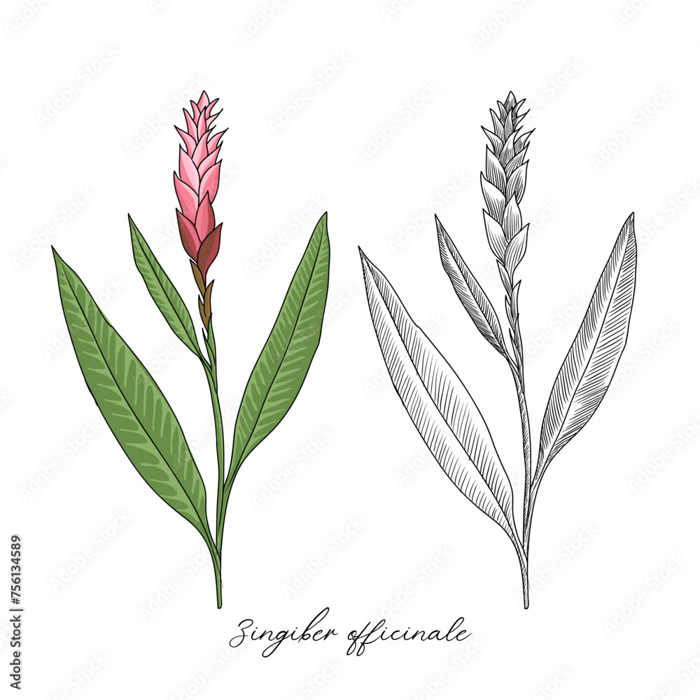 vector drawing ginger plant , Zingiber officinale, hand drawn illustration of medicinal plant vector drawing ginger plant , Zingiber officinale, hand drawn illustration of medicinal plant