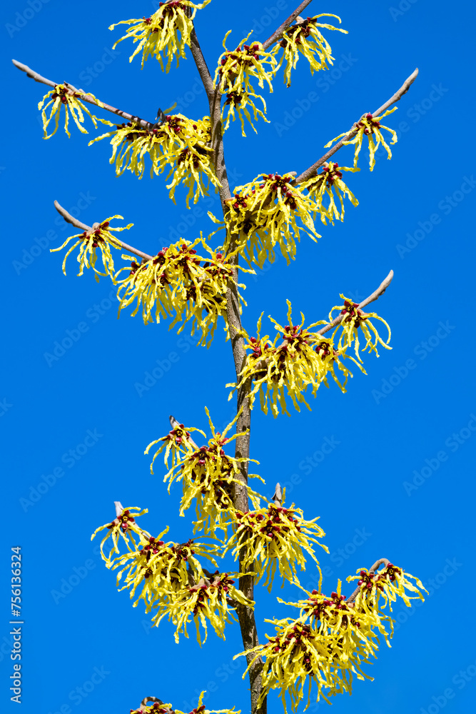 Closeup of yellow winter blooming witch hazel flowers against a blue sky background
Closeup of yellow winter blooming witch hazel flowers against a blue sky background