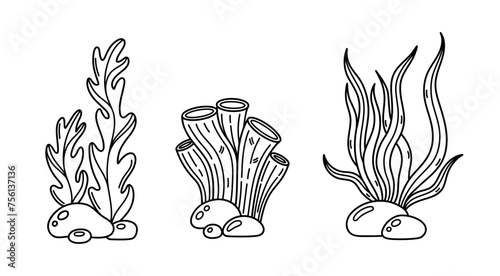 Seaweed and coral pipe sponge, vector set. Edible sea grass, kelp and spirulina. Ocean algae, sea creature on the seabed among the stones. Aquatic reef plant. Hand drawn black and white simple doodle