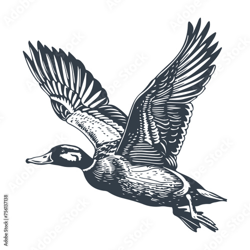 Flying mallard duck woodcut style drawing vector illustration photo