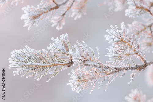 Frost-covered pine branches contrast with the soft morning light.