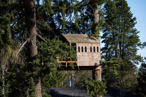 Old wood treehouse built between two large evergreen fir trees, kids fun playhouse on a sunny day  © knelson20