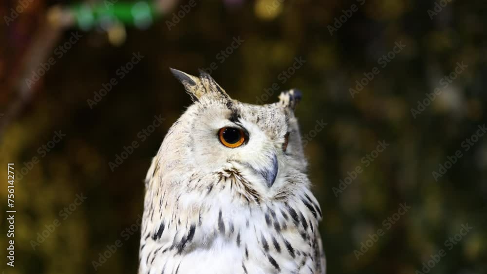 Owl Rotating Head in Nature Owl Rotating Head in Nature