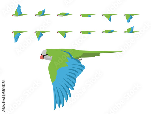 Bird Parrot Monk Parakeet Flying Animation Sequence Cartoon Vector