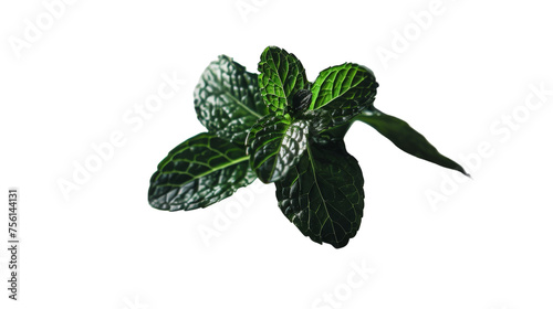 Black Mint on Transparent Background