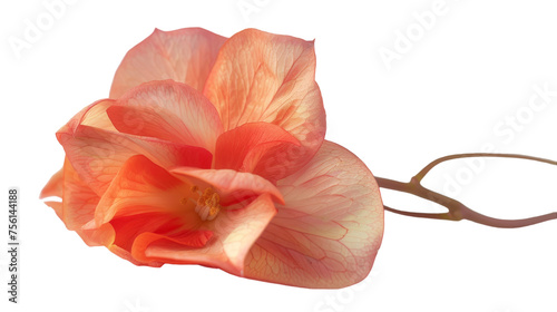 Realistic Begonia on Transparent Background