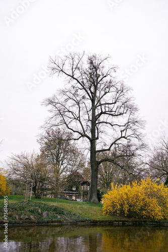 A tree with numerous branches grows by the waters edge near old traditional German house, creating a picturesque scene in the natural landscape. Early spring blossom, yellow bush