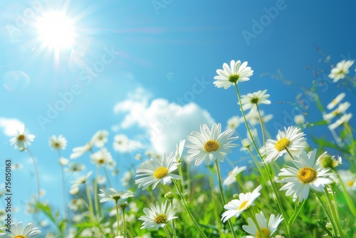 A field of bright daisies under a clear blue sky