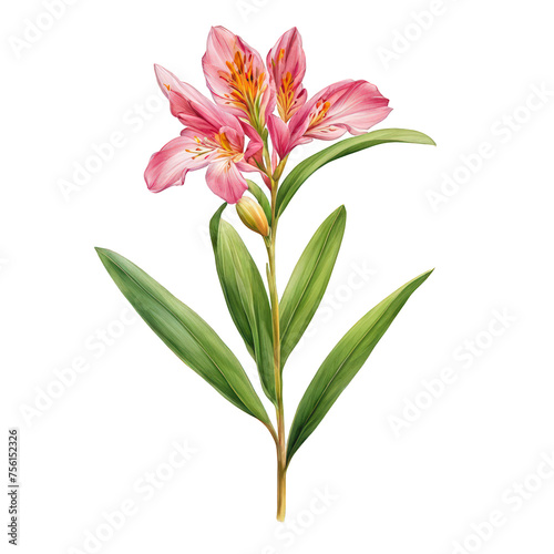 Alstroemeria flower watercolor illustration  cute red pink flower vector illustration  decorative floral element  Peruvian Lily