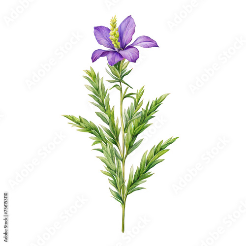 Veronica flower watercolor vector illustration, cute flower clipart, decorative element, blue violet flower