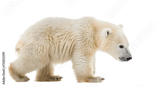 baby polar bear isolated on a white background as transparent PNG