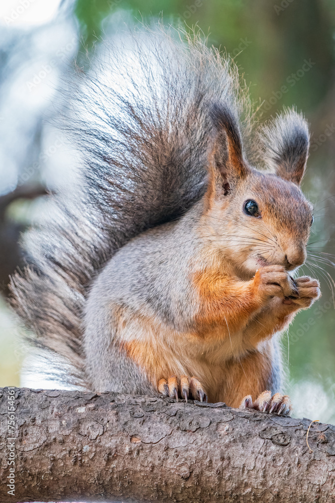 The squirrel with nut sits on tree in the autumn. Eurasian red squirrel, Sciurus vulgaris. The squirrel with nut sits on tree in the autumn. Eurasian red squirrel, Sciurus vulgaris.