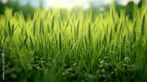 Green wheat field on sunny day, closeup. Nature background.