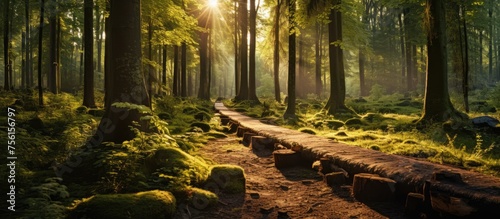 A scenic path winds through a lush forest, dappled sunlight filtering through the dense canopy of trees and casting a golden glow on the woodland floor photo