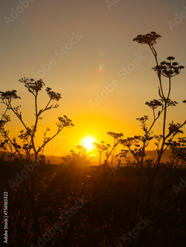 Reeds swaying against sky during sunset. Vertical. 