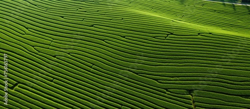 A symmetrical pattern of terrestrial plants, grass, and wood creates a beautiful landscape on a hillside green tea plantation, perfect for macro photography