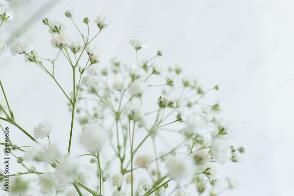 Gypsophila flowers isolated on white background. Floral branch close up with copy space