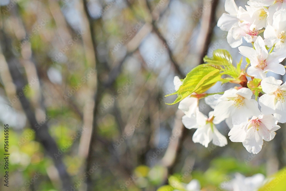 Fresh green leaves and cherry blossoms: with copy space . Fresh green leaves and cherry blossoms: with copy space .
