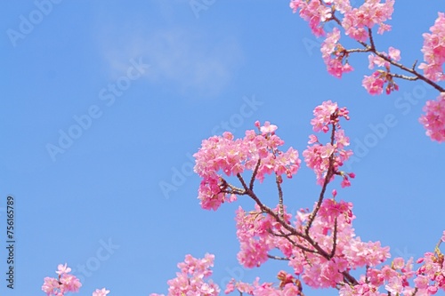 Beautiful cherry blossoms and blue sky background: with copy space .