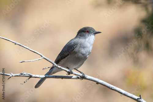 A small Diucon looking for food. photo