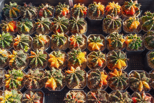 Small colorful red yellow green Gymnocalycium variegated cactus growing pots for sale in outdoor plant market photo