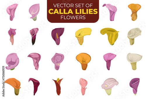 set of calla lilies flower illustrations