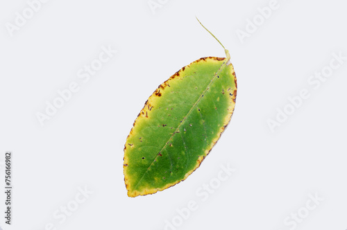 Canvas Print Lime, lemon canker disease causes by bacteria fruit canker on a white background